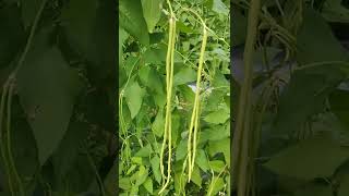 សណ្តែកកួរពូជល្អ Yard Long Bean in Cambodia