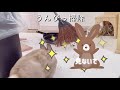 飼い主が好きすぎて、いなくなったらキョロキョロ探しちゃうウサギが可愛すぎるんだが rabbit that the owner loves 195