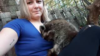 Rocky the Raccoon loves his human mom