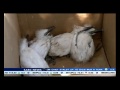 acsa keeping safety measures at pe airport due to egret chicks