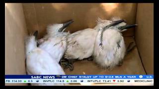 ACSA keeping safety measures at PE airport due to Egret chicks