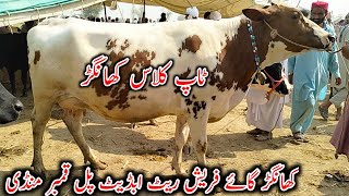 Khangar | Cows Fresh Rite update | Australian Khangar Cows | pul qambar mandi | 28/3/2023