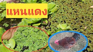 แหนแดงผสมอาหารไก่ /ไก่ชอบ/ใช้แหนแดงลดต้นทุนได้มากๆ