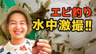 【衝撃！】捕食の瞬間、テナガエビ水中激撮　おウチでエビ釣り！【Fish \u0026 Bros.】