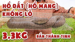 Võ Minh Phụng : Con Rắn Thần Đụng Phải Ông Thần Rắn Phần 1