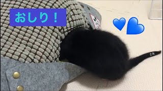 ダックスのおしり【かわいいかわいいかわいいかわいい】