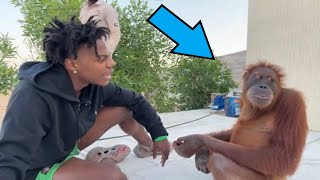 IShowSpeed Meets MONKEY for the First Time