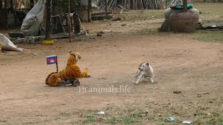 Fake Tiger Prank Dogs So Funny 2021, How To Make Fake Tiger Prank Dogs With RC Car 2.4Gz #94