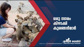 ഒരു നഗരം കീഴടക്കി കുരങ്ങന്മാർ | Indian Daily | monkey 'gangs'  in Thailand |