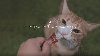 [ENG] #1, 고양이 집사의 삶 (The life of a cat butler)