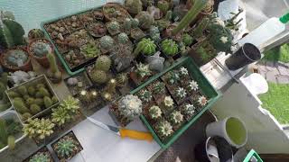 Vegetative Vermehrung von Ariocarpus, Warzenpfropfung auf Ferocactus