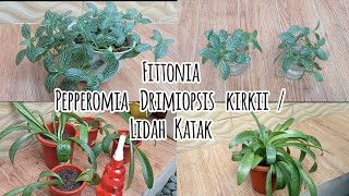 Fittonia dan Lidah Katak |Pepperomia Drimiopsis kirkii