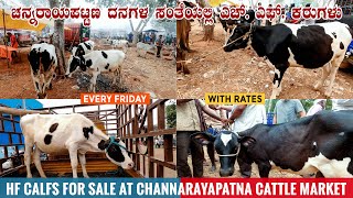 HF CALFS at Channarayapatna CATTLE MARKET | HF Cow Market in Hassan District of Karnataka