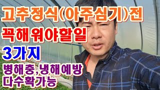 고추정식전 모종에 꼭 해줘야할일 3가지 고추아주심기전해야할일 고추칼라병예방법 고추냉해예방 고추심는시기 고추심는방법 아그로믹 꽃노랑총채벌레