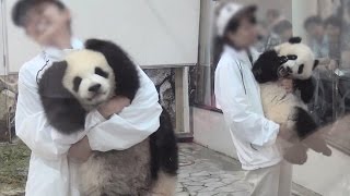 【抱っこがたいへんｗ】ふたごパンダ☆ジタバタ退場！【桜浜＆桃浜】 　Giant panda -Ouhin\u0026Touhin-