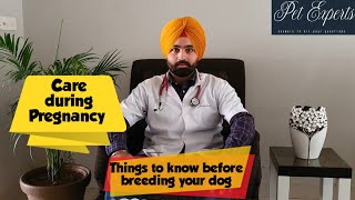 Care during dog Pregnancy. When to breed your dog? Things you need to know before breeding your dog.