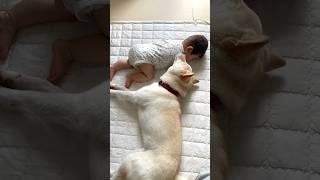 I love babies! The Shiba Inu (older brother) who snuggles up to you while you're sleeping is so cute