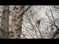 Крики Желны разочарованного завтраком. black woodpecker wich disappointed by the poor breakfast.