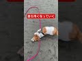 これは帰ってシャンプーだな 犬 corgi jackrussellterrier コーギー ジャックラッセルテリア