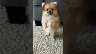 Thats my baby doggy #cutepuppy #pomeranian #pomlife #puppylife #dog #doglover