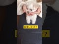 【パピー犬動画】706グラム幼児体型は当たり前　 マルチーズ　 子犬　 幼犬　 パピー犬　 ポポ　 子犬のいる暮らし 　 多頭飼い