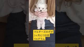 【パピー犬動画】706グラム幼児体型は当たり前　#マルチーズ　#子犬　#幼犬　#パピー犬　#ポポ　#子犬のいる暮らし 　#多頭飼い