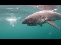 Alaskan Salmon Shark comes in close for a meal!