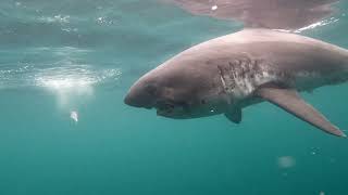 Alaskan Salmon Shark comes in close for a meal!