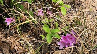 身近な自然の野花