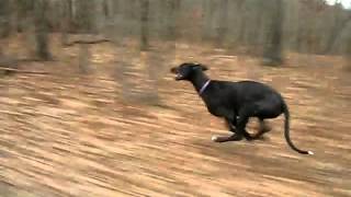 Dog running at 40 mph