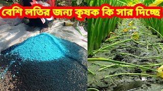 বেশি লতির জন্য কৃষক কি সার দিচ্ছে ? | লতি কচু চাষ পদ্ধতি | লতিরাজ কচু @atikagro95