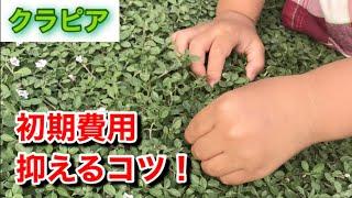 【コツ教えます！】初期費用を抑える　6ヶ月で完全被覆成功！　今から植え付けの方、必見！！