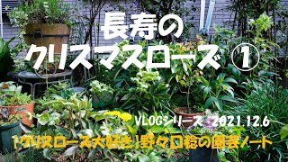 VLOGシリーズ 2021.12.6（長寿のクリスマスローズ①）