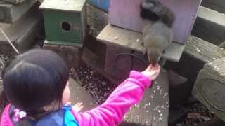 344_4歳5ヶ月子供 『リス200匹放し飼い町田リス園。ふれあいエサやり』squirrel.4year old