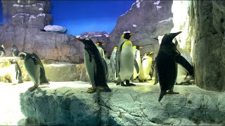 [大阪海遊館]可愛いペンギン達🐧🐧🐧💓