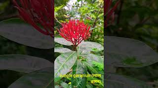 Jungle Geranium ( লাল রঙ্গন)#viralvideo #nature #love #flowers #world #beautiful #bangladesh