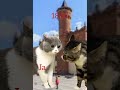 pov kiedy idziesz z mamą to funny cat memes