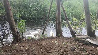 sale for ducks  chandravaram madduru road cost is 6000