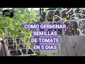 🍅 MUY FÁCIL TOMATERAS EN 5 DÍAS ! 3 MÉTODOS MUY EFICACES PARA GERMINAR SEMILLAS DE TOMATE