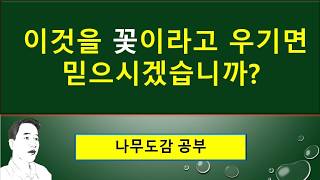 좀싸리에 닫힌꽃은 무엇일까? : 닫힌꽃(폐쇄화)과 열린꽃(개방화) : 버금떨기나무(아관목),