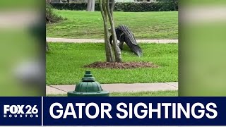 Gator sightings increasing in the Houston area