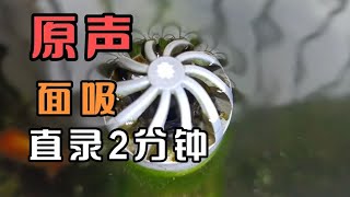 周转箱瀑布循环水过滤，金鱼和蝴蝶鲤咬碎鱼便，通过面吸带走残渣