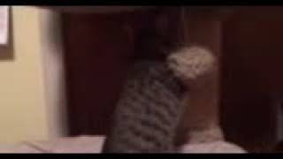 Video of adoptable pet named Eugene