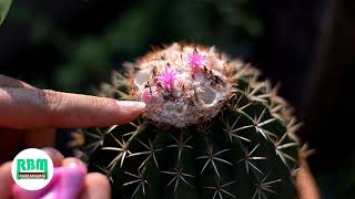 เก็บฝักเมล็ดเมโล Melocactus