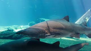 Frilled Shark: The Living Fossil Mystery