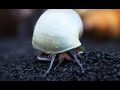 Aquatic blue mysteries  Snail