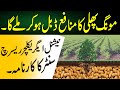 groundnut cultivation with new technology