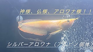 古代魚混泳水槽　生体紹介