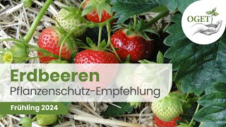 Pflanzenschutz Beratung | Erdbeeren 2024