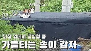 가을이 오자 매일 닭장위로 출근 도장 찍는 감자와 송이